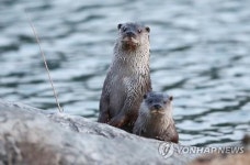 멸종위기 수달을 찾아라…인제군 생태 조사
