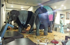 라오스서 반입 멸종위기 코끼리 9마리 日 불법유출 의혹