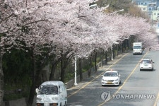 부산 망양로의 봄