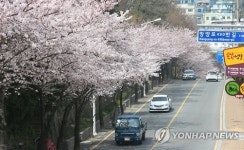 벚꽃 만개한 부산 망양로