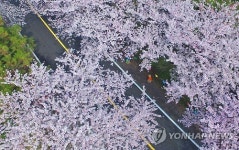사랑·행복·낭만 가득…제주왕벚꽃축제 팡파르