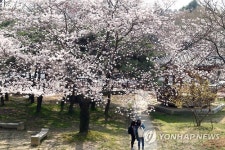 서울 여의서로 봄꽃축제로 3~11일 차량 통제