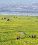 낙동강변 유채꽃 벚꽃 만발