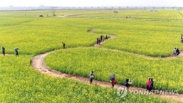 유채꽃으로 물든 낙동강변