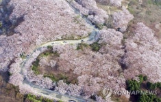 벚꽃 명소 황령산