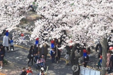 여기는 제주 벚꽃마을