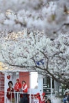 <총선> 벚꽃과 정치