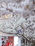 <총선> 벚꽃유세