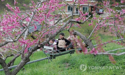 봄날 즐기세요…눈·입 즐거운 복사꽃·개두릅축제