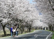 청도 벚꽃 만발