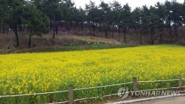 고성 솔섬 유채꽃 향연