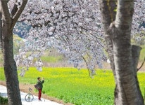 <주말 N 여행> 불영계곡 골골에 진달래… 울진의 봄