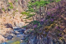 <주말 N 여행> 불영계곡 골골에 진달래… 울진의 봄