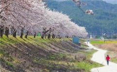 <주말 N 여행> 불영계곡 골골에 진달래… 울진의 봄