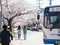 <주말 N 여행> 불영계곡 골골에 진달래… 울진의 봄