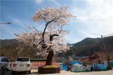 <주말 N 여행> 불영계곡 골골에 진달래… 울진의 봄