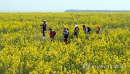 새만금에 만발한 유채꽃