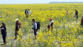 새만금에 만발한 유채꽃