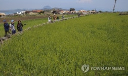 제주 가파도에 푸른 청보리 넘실