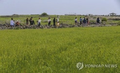 제주 가파도에 푸른 청보리 넘실