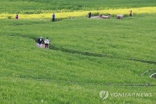 보리밭 사잇길로…고창 청보리밭축제 16일 개막