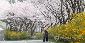 황매산 진입로 황매화 장관