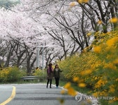 황매산 진입로 황매화 장관