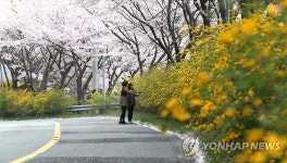 황매산 진입로 황매화 장관