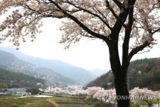 벚꽃길