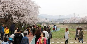 <카메라뉴스> 서산 해미천의 벚꽃