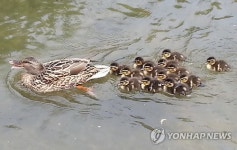 청계천 청둥오리 가족 봄나들이