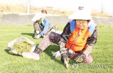 잔디농장 잡초 캐내기 분주