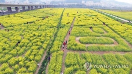 부산 유채꽃단지 장관