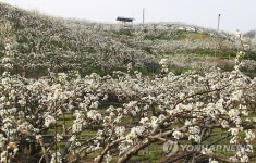 배꽃, 벚꽃보다 못할까