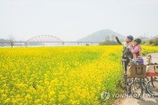 유채꽃 따라 섬진강 자전거 여행