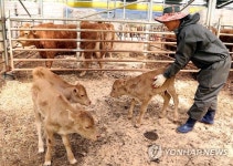 무주군, 토종한우 칡소 수정란 이식 첫 결실