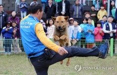 진도개 묘기