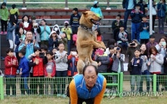 진도개 묘기