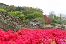 <카메라뉴스> 고창읍성 철쭉 길 걸어보세요