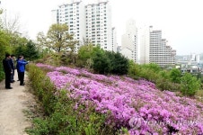 불암산 철쭉동산