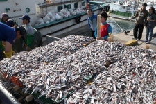 기장 멸치 만선