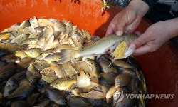 창원 용지호수 점령한 블루길