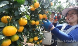 탐스러운 하우스감귤
