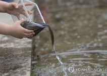 남원산 미꾸리, 여의도 샛강으로
