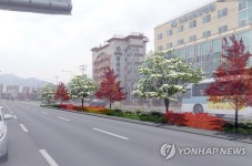 속초 동해대로에 가로수 중앙분리대