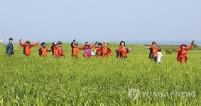 <주말 N 여행> 제주권: 초록빛 세상…싱그러운 청보리 물결 넘실 가파도