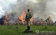 케냐, 압수한 상아 105t 소각…세계 최대 규모 폐기