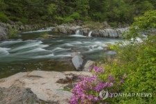 국립공원 덕유산 무주구천동 산철쭉 만개