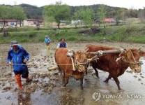 홍천 소 써레질 전통 잇기