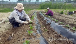 야콘 심는 농부